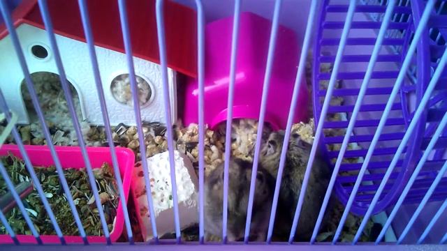 Хомяки и семена подсолнуха смотреть онлайн