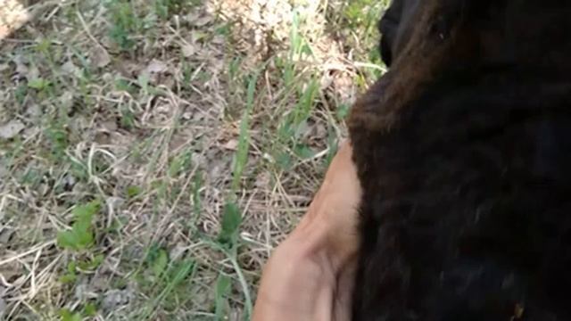 Как рога барана могут убить его самого. смотреть онлайн