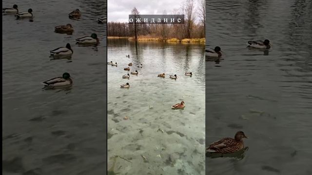 Мой сумасшедший пёс смотреть онлайн