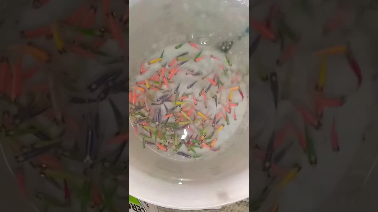 Отправка тернеций глофиш #aquarium #shorts #аквариумныерыбки смотреть онлайн