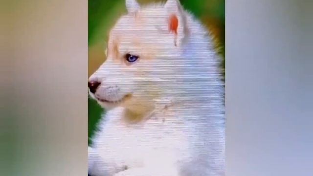 Стихи. Белый ВОЛЧОНОК. смотреть онлайн