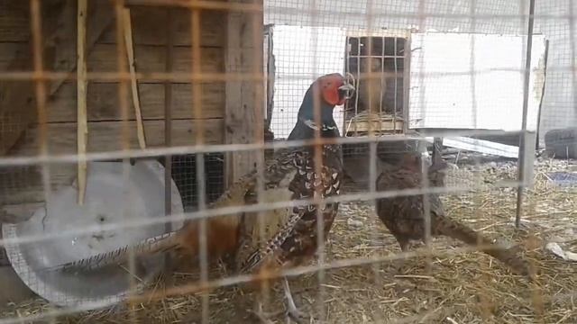 Кавказские фазаны смотреть онлайн