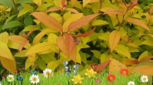 Спирея японская Голдфлейм ? Обзор: посадка и уход. саженцы спиреи Голдфлейм: описание и особенности