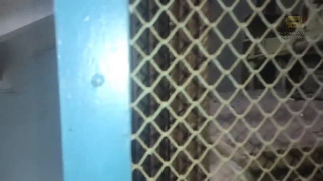 Заброшенный лифт с деревянными направляющими смотреть онлайн
