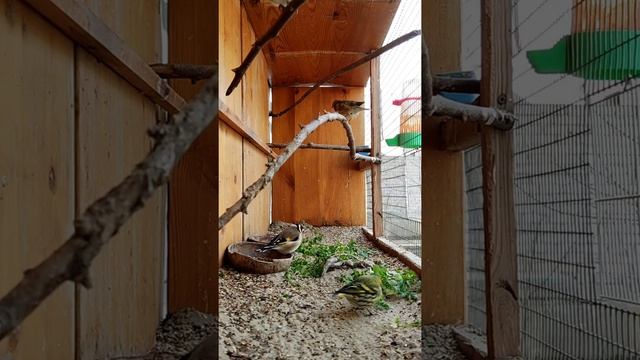 Содержание лесной птицы в не большом вольере. Щегол-чижик и красивое пение реполова или коноплянки. смотреть онлайн