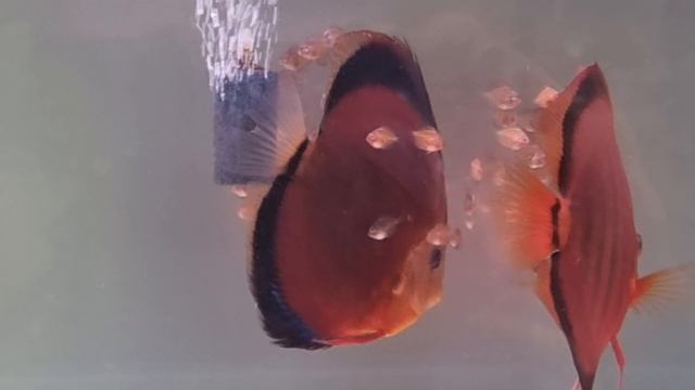 Учим Мастерить