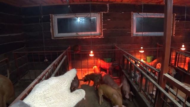 Опорос свиноматки "дюрчихи" смотреть онлайн