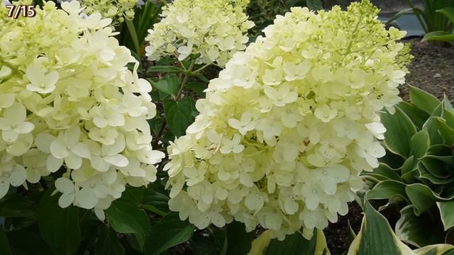 【庭作り㊸】猛暑の中咲いてるお花と、美しいカラーリーフ、アジサイ、宿根草の剪定など夏の作業✂Flowers Blooming In The Heat & Beautiful Color Leaves