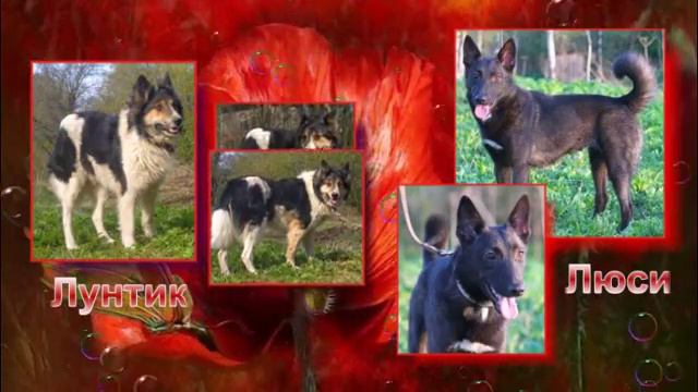 Ильинка приют для животных Санкт-Петербург смотреть онлайн