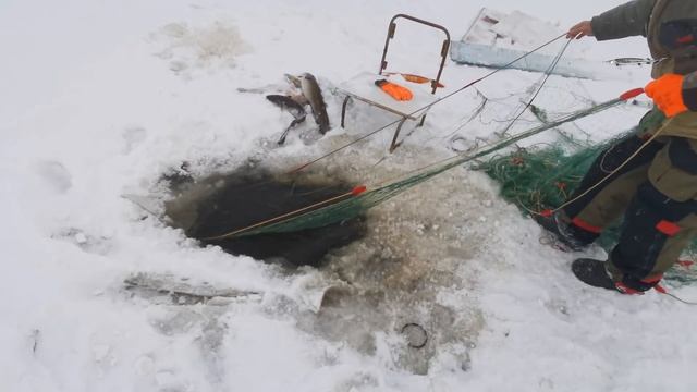 Зимняя Рыбалка На Сети / 5 Видов Рыб На Сети! смотреть онлайн