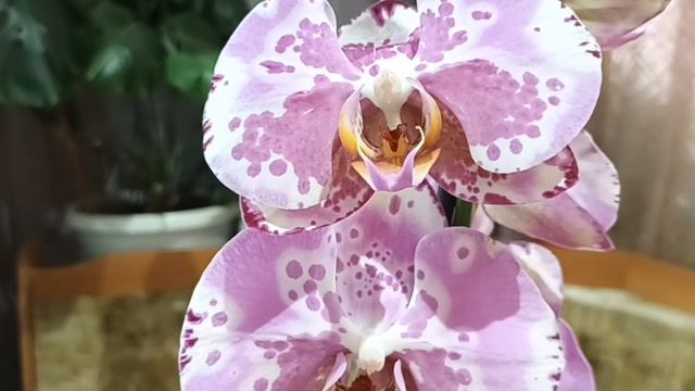 новинки в конце октября смотреть онлайн