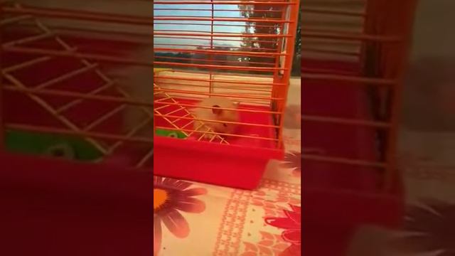 Хомяк засыпает на глазах🐹😴🐹 смотреть онлайн