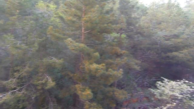 Цветение сосны крымской смотреть онлайн