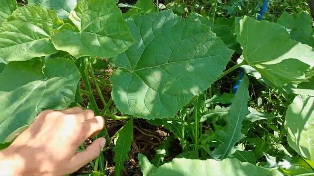 Павловния Войлочная на Даче.) Обзор Маточника и Питомника Павловнии :-) смотреть онлайн