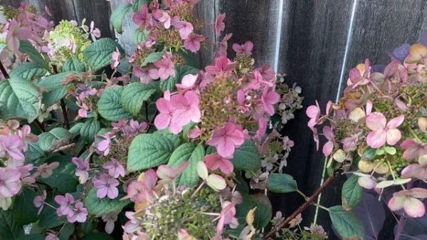 Hydrangea Paniculata, "Little Quick Fire" - On Fire! October 5