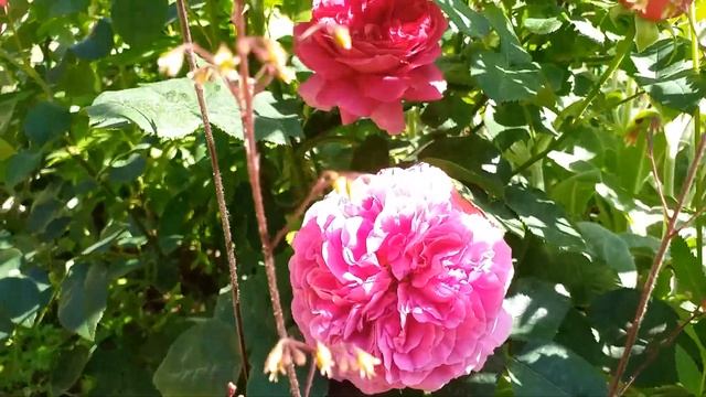 РОЗА ПРИНЦ - не Принц! А кто?) #розы смотреть онлайн