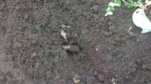 КОГДА ВЫСАЖИВАТЬ ГОРОХ из Улитки, сажаю рукколу, и другие культуры.