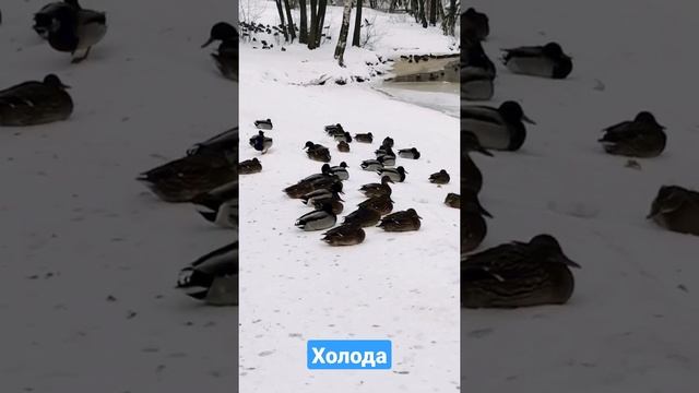 холодно. утки. #зима2021#утки #санктпетербург #холодно