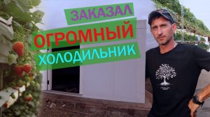 Охлаждение клубники.