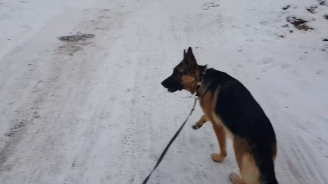 Лес в снегу. Лада царь горы 😉 смотреть онлайн
