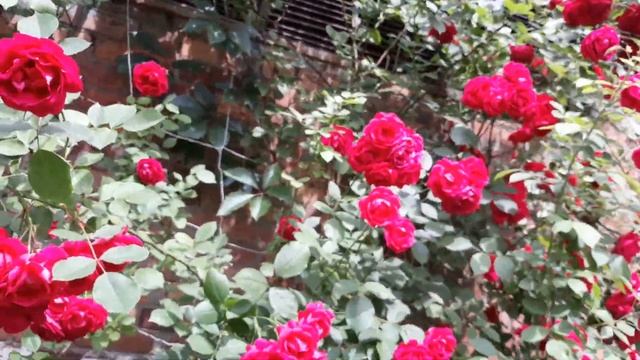 Харьков Цветы Красивые розы Kharkov Flowers Beautiful roses смотреть онлайн