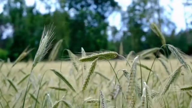 "Новогоднее желание". Часть II(2). Сказка для детей и взрослых. Автор: Елена - чтение вслух. смотреть онлайн