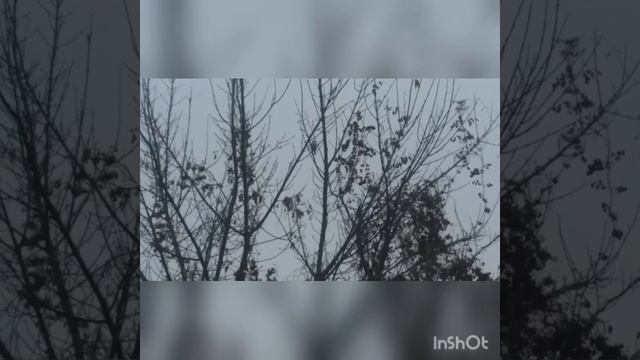 Ловля щеглов на западок. Черноголовые щеглы. смотреть онлайн