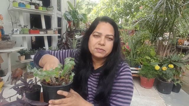 How To Grow And Care Tradescantia Sillamontana/ White Velvet/Cobweb Spiderwort/White Gossamer Plant смотреть онлайн