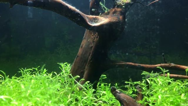 Puffer Tank Gets A Trim смотреть онлайн