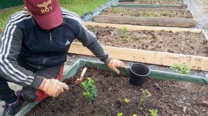 высадка брусники сорта "Руно Билявски".