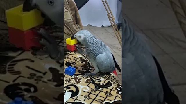 В доме тихо - ребенок играет. смотреть онлайн