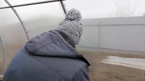 Сажаем редиску в теплице !