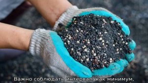 Чем подкормить чеснок весной посаженный под зиму