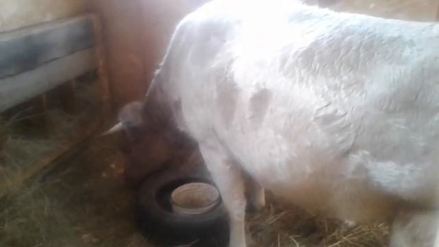 Веду хозяйство со сломанной ногой☺ смотреть онлайн