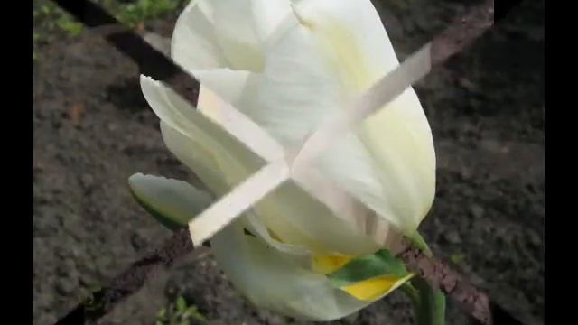 Тюльпаны на моей даче смотреть онлайн