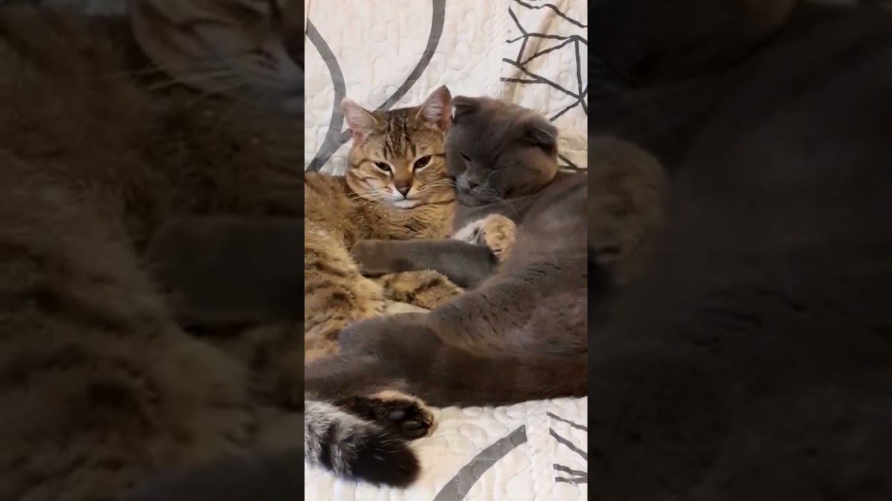 мои коты после того, как "накосячили" смотреть онлайн