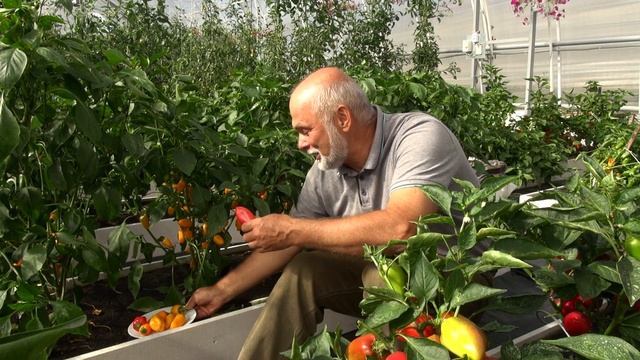 Ультраранние порционные перцы Атос Портос и Арамис