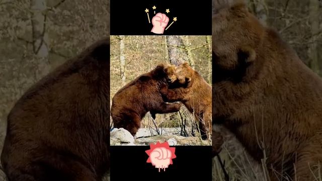 Медведи рецидивисты смотреть онлайн