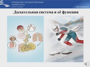 Дыхательная система и её функции