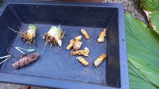 Curcuma Gingembre De la plantation a la récolte смотреть онлайн