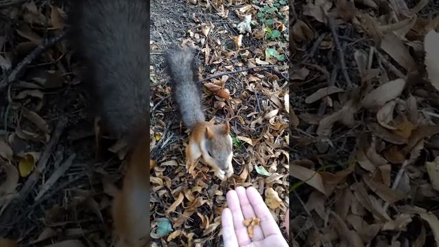 Белка в парке. смотреть онлайн