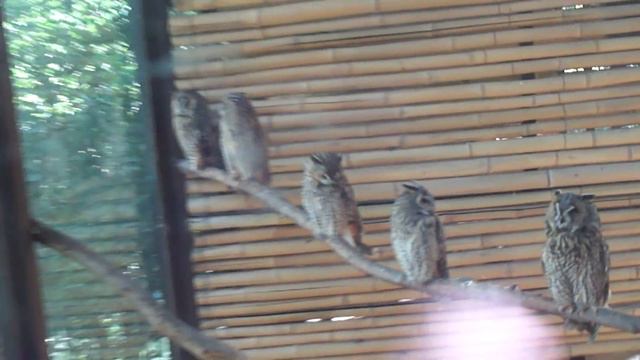 19.06.2022.Наша поездка в сафари-парк г.Геленджика. смотреть онлайн