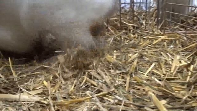 Эталон калифорнийского кролика. Окрас чемпиона Германии смотреть онлайн