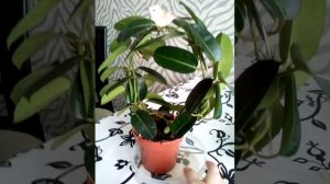 Почему не цветет Стефанотис? Какой должен быть уход?