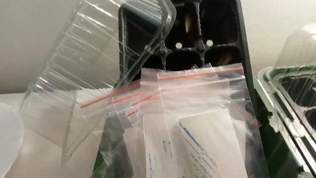 Арбуз на подоконнике семена почтой | Система выращивания арбузов в квартирах WinA смотреть онлайн