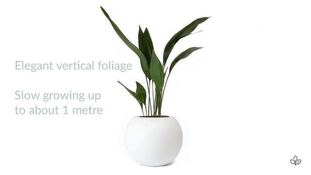 Meet The Aspidistra Houseplant - Hortology смотреть онлайн