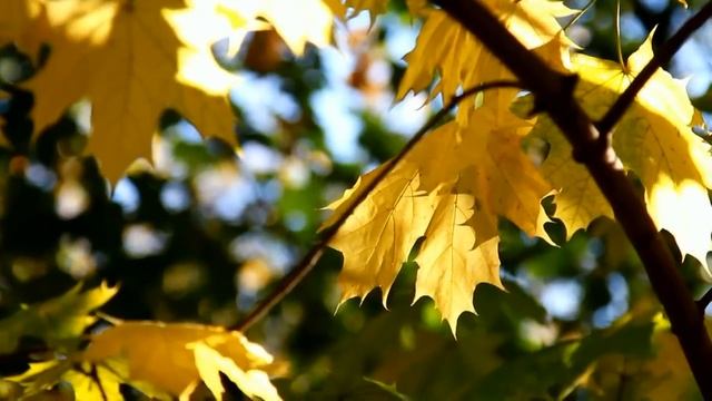 Прогулки по Рязани. Соборный парк осенью. смотреть онлайн