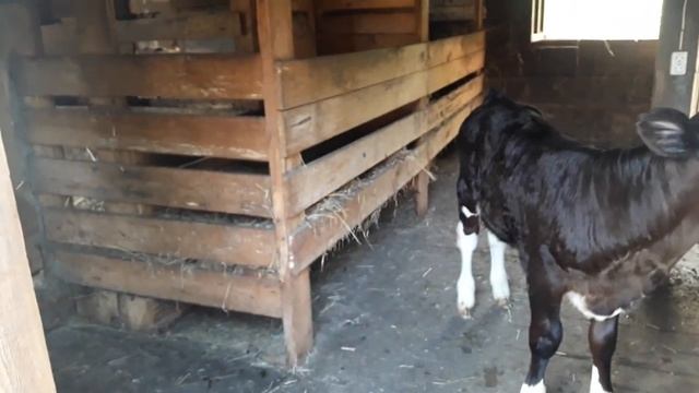 Наша живность! Новости про наше хозяйство.Как растет теленок Атаман! смотреть онлайн