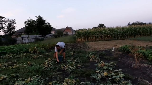 Наш огород. Наши огурцы. Когда будут помидоры? смотреть онлайн