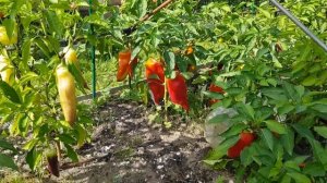 Перец сладкий Джимми Нордело (открытый грунт , острый деверсант)  02,09,23